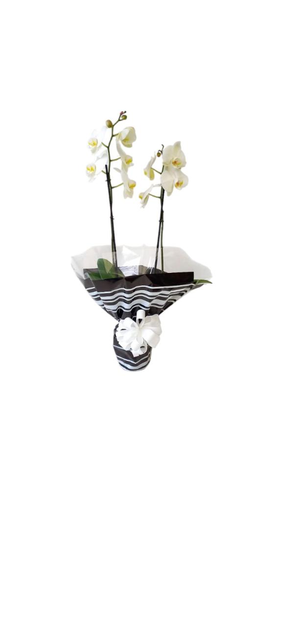 Orquidea